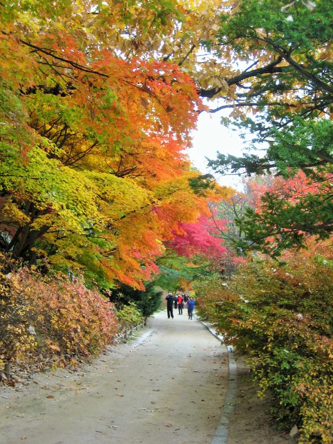 前回のソウル旅行からあっと言う間に3年がたち、2012年とはずいぶん変化したソウルに行ってきました。<br />日本人はかなり減り、大陸からの旅行客が圧倒的に多かったです。<br /><br />今回は紅葉まっさかりの時期で、なおかつ寒くなる前でしたので街歩きが快適に楽しめました(*^^*)<br /><br />エア:大韓航空<br />ホテル:スカイパーク明洞2