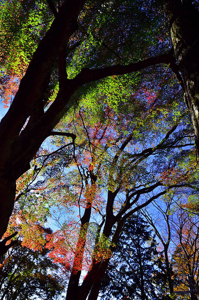 穴場的な存在の東光寺<br />2015紅葉（6） もみじの里・紅葉の名所「大本山永源寺」<br />　　　　　　　http://4travel.jp/travelogue/11079838<br />永源寺を見終えて帰る時に<br />東光寺の事聞かれましたので<br />お答えして、気持ちは三島池へ行く予定も<br />私も、何時しか足が向きました、<br /><br />滋賀県の紅葉の名所には永源寺と百済寺<br />その中間.百済寺寄り<br />そのそばにある紅葉穴場のスポットをなので。<br />永源寺の紅葉を観て<br />東近江の東光寺.隠れた紅葉の名所へ　<br />去年に引き続き今回で4度目の訪問。<br /><br /><br />■■■■■■■　2015　紅葉散策　■■■■■■■■■■■■■　<br /><br />2015紅葉（1） 晩秋紅葉を探して南飛騨へ<br />　　　　　　　http://4travel.jp/travelogue/11076007<br />2015紅葉（2） 孫達と行く多治見・虎渓山永保寺の紅葉<br />　　　　　　　http://4travel.jp/travelogue/11076331<br />2015紅葉（3） 紅葉の名所・両界山横蔵寺＆谷汲山華厳寺<br />　　　　　　　http://4travel.jp/travelogue/11076964<br />2015紅葉（4） 紅葉前線追いかけて.徳源院＆胡宮神社の紅葉<br />2015紅葉（5） 鮮やかで上品な景勝・湖東三山.金剛輪寺<br />　　　　　　　http://4travel.jp/travelogue/11078399<br />2015紅葉（6） もみじの里・紅葉の名所「大本山永源寺」<br />　　　　　　　http://4travel.jp/travelogue/11079838<br />2015紅葉（7） 紅葉穴場・ひっそりたたずむ紅葉名所東光寺<br />　　　　　　　http://4travel.jp/travelogue/11081069<br />2015紅葉（8） マキノ.メタセコイアの紅葉並木道<br />　　　　　　　http://4travel.jp/travelogue/11082272<br />2015紅葉（9） 湖中大鳥居＆かくれ里の寺院・教林坊<br />　　　　　　　http://4travel.jp/travelogue/11083159<br />2015紅葉（10） 円興寺の紅葉と雄日ヶ丘公園の銀杏と紅葉<br />2015紅葉（11） 古代ラブロマンスを秘めた泳宮古跡の紅葉<br />2015紅葉（12） 紅葉を愛でながら博物館明治村散策<br />　　　　　　　http://4travel.jp/travelogue/11081610<br />■■■■■■■　2015　紅葉散策　■■■■■■■■■■■■■