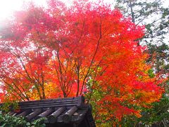 京都の紅葉を求めて♪①【世界一の紅葉を捜して行ったけど・・・青蓮院門跡、無鄰菴、南禅寺水路閣、もみじの永観堂、ライトアップの高台寺は撃沈】