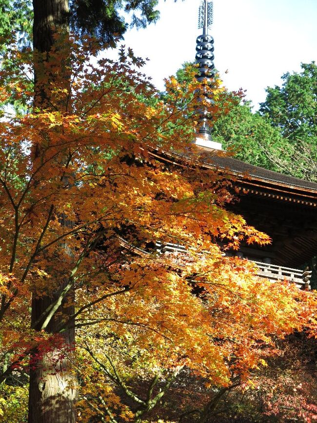 （写真は金剛輪寺、三重の塔）<br /><br />　今回は関西の紅葉を求めて湖東三山と石山寺、そして昨年の高野山に続いて比叡山、そして宇治を廻ります。<br /><br />　湖東地域はかつて東国や北陸からの大変重要な戦略的、経済的通路でありました。なにより京都に行くにはここを通らねばなりません。安土には信長が居城を構え、長浜には浅井が秀吉が、また、彦根には大老井伊家が、と数え上げれば切がないほど。　琵琶湖があることによって主たる陸路が湖東に限定されたわけです。<br /><br />　湖東三山においては特に百済寺（ひゃくさいじ）が重要です。　山城としての性格を併せ持ち、一大文化拠点だったようです。　残念ながら信長の焼打ちにあい、燃え尽くされてしまいました。　さて肝心の紅葉はすでに１０日ほど前にピークを過ぎて、落葉拾いになってしまったようです。<br /><br />　・百済寺白寿を過ぎてなお燃ゆる　　　<br /><br />　・滴るや血染めの紅葉赤い露　　<br /><br />　・薄紅葉そっと眺めて西明寺　　　＜悠遊人＞<br /><br />