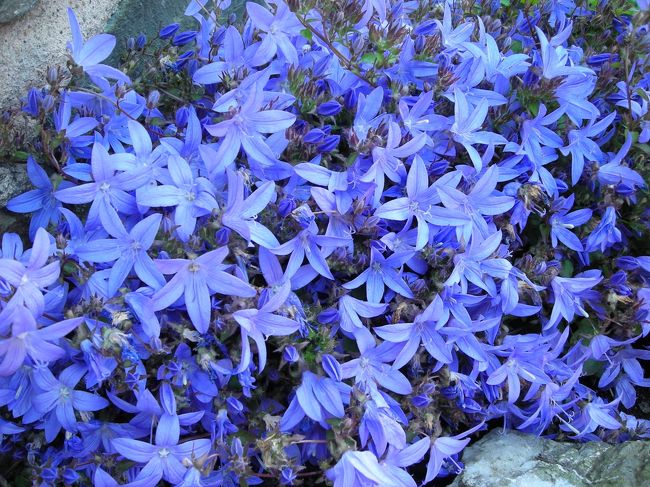 東京や北海道で撮影したお花の写真<br />名前の知らないお花もありますが、記念として撮影した場所だけ書いておきます。