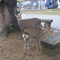 奈良公園