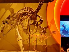 国立科学博物館C　生命大躍進-2　哺乳類の出現と多様化　☆恐竜の出現は後半に