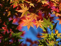 太陽光に輝く暖冬のグラデーション紅葉の森林公園と埼玉こども動物自然公園（１）森林公園（前編）紅黄樹園のイロハモミジと渓流広場のオオモミジまで