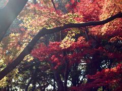 太陽光に輝く暖冬のグラデーション紅葉の森林公園と埼玉こども動物自然公園（２）森林公園（後編）貴重な紅葉の木を求めてカエデ園