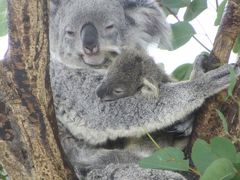 太陽光に輝く暖冬のグラデーション紅葉の森林公園と埼玉こども動物自然公園（３）動物園編：馬のように疾走する子牛＆屋内レッサーパンダのハナビちゃんとソウソウくん＆フォトジェニック・ヤブイヌのオハギちゃん＆屋内コアラは赤ちゃん２頭あわせて総勢６頭！