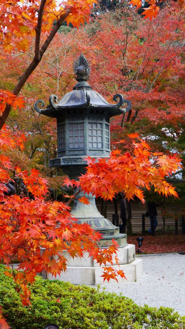 ３日目<br /><br />今年（２０１５年）はどうも紅葉がイマイチなので、紅葉にこだわらず京都の町をぶらりと散歩してみた。<br />ただ、永観堂だけは気になったので、朝イチで行ってみる。