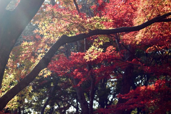 今年2015年は暖冬だったので、紅葉はそれほどきれいでないかもしれない、と覚悟していました。<br />であればこそ、今年の紅葉撮影散策はぜひ晴天に恵まれてほしいと思いました。<br />森林公園の紅葉のハイライトともいうべきカエデ園に足を踏み入れたとき、予想以上に不作かも、と思いかけましたが、中に入ってみれば、鮮やかに色づいたモミジもありました。<br />葉がだいぶ落ちてしまった木があるのは11月末なので時期的に仕方がないかもしれませんが、いつも鮮やかに紅葉しているのに、いまだほとんど紅葉していなかったオオモミジもありました。<br />でも、太陽光が、いつもより葉が小さくて、落葉する前に痛みがある葉が多いモミジでも、美しく輝かせていました。<br />それにもともと森林公園のカエデ園には紅葉のする木がたくさんあるので、一部、紅葉しそこねていても、夢中になって撮った紅葉の木は十分ありました。<br />時間が限られていたので、逆に数がいつもより少なくてちょうどよいと思ってしまったくらいでした。<br /><br />それに今回は、私の手もとにあるレンズの中でおNEW組の３本のレンズでチャレンジしたのですが、これがとても楽しかったです。<br />もっとも、単焦点のシンデレラレンズで撮影するのはきつかったので、はじめ、カエデ園では、使い勝手の良い18-270mm のレンズを修理中に買ってしまった16-300mm のレンズでラクしてしまおうかと思ったりしました。<br />だけど、なんとかシンデレラレンズをメインレンズとして撮影を続けることができました。<br />そりゃたまに、ズームするときに使いましたが、おかげでこれまでの私のいつもの紅葉撮影とは違うテイストで撮影できました。<br /><br />なにしろ森林公園の紅葉撮影散策は今年で８度目。<br />いつもと違う写真をゲットしたいと思っても、自分好みというのはそう変わらないので、なかなか難しかったのですが、機材が違うと、全体的に少しはこれまでと違う傾向の写真が撮れたと思います。<br />とはいえ、カメラマンが同じ人間なので、違うといっても、本人以外には五十歩百歩かもしれませんが@<br /><br />でも、おそらくこれが今年2015年の本格的な紅葉撮影散策の最初で最後となるでしょう。<br />天気も良く、機材もそろい、チャレンジもし、好みの写真もゲットできたので、とても満足できました。<br /><br />※これまでの中でもサイコーだった一昨年2013年の森林公園の旅行記<br />2013年11月23日<br />「今年は当たり年の森林公園の紅葉散策（前編）今年は一段と濃ゆい紅葉を途中までマクロレンズでがんばった駅前サイクリングコースから日本庭園を経て野草コースまで」<br />http://4travel.jp/travelogue/10834783<br />「今年は当たり年の森林公園の紅葉散策（後編）あちこちに黄金がちりばめられた森林コース＆深紅・朱色・黄色と見事なカエデ園」<br />http://4travel.jp/travelogue/10835053<br /><br />＜おNEW組３本のレンズで臨んだ今年で８度目の森林公園の紅葉撮影と埼玉こども動物自然公園をはしごした１日の旅行記のシリーズ構成＞<br />□（１）森林公園（前編）紅黄樹園のイロハモミジと渓流広場のオオモミジまで<br />■（２）森林公園（後編）貴重な紅葉の木を求めてカエデ園<br />□（３）動物園編：馬のように疾走する子牛＆屋内レッサーパンダのハナビちゃんとソウソウくん＆フォトジェニック・ヤブイヌのオハギちゃん＆屋内コアラは赤ちゃん２頭あわせて総勢６頭！<br /><br />国営武蔵丘陵森林公園の公式サイト<br />http://shinrin-koen.go.jp/<br />埼玉こども動物自然公園の公式サイト<br />http://www.parks.or.jp/sczoo/<br /><br />＜タイムメモ＞<br />08:35頃　家を出る<br />09:15頃　森林公園駅に到着<br />09:30　森林公園駅前発の国際十王バスに乗車<br />（09:23発がなくなっていた！）<br />09:45頃　森林公園西口前に到着<br />09:45-55　入口前のウインターコスモス<br />09:55　森林公園に西口から入園<br />10:00-10:25　西口広場から水遊び場休憩所まで<br />10:55-11:25　紅黄葉樹園のイロハモミジ等<br />11:35-12:05　渓流広場のオオモミジ<br />12:15-13:35　カエデ園<br />13:35-13:45　都市緑化植物園とコウテイダリア<br />14:10頃　西口広場に到着<br />14:14-14:20　西口売店で菓子パンとカップ麺ランチ<br />14:25　森林公園西口発の国際十王バスに乗車（定刻）<br />14:38　森林公園駅発の東武東上線（急行）に乗車<br />14:55　高坂駅発の鳩山ニュータウン行きバスに乗車<br />15:05　埼玉こども動物自然公園に入園<br />15:15-15:25　乳牛<br />15:25-15:30　マヌルネコ<br />15:30-15:55　レッサーパンダ（ハナビ＆ソウソウ）<br />15:55-16:00　ヤブイヌ<br />16:10-16:25　コアラ（赤ちゃん２頭とも会えた@）<br />16:30頃　動物園を出る<br />18:00頃　買い物もした上で帰宅<br /><br />※これまでの森林公園の旅行記の目次を作成済みです。随時更新します。<br />「花と自然紀行〜武蔵丘陵 森林公園〜目次」<br />http://4travel.jp/travelogue/10866790<br />
