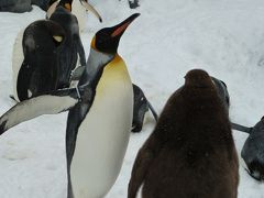 冬も楽しい旭山動物園