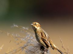 野鳥撮影記録（2015年12月前半）