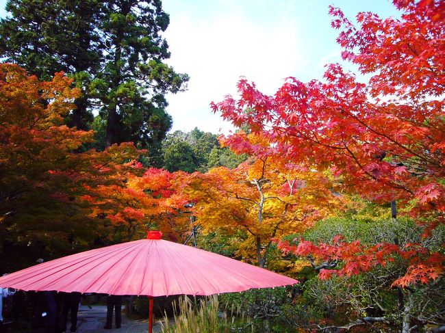昨年（２００９年）の初秋に訪れた松島。<br />円通院の紅葉と、カキフライに誘われて今年（２０１０年）は少し時期を遅めにして出かけました。