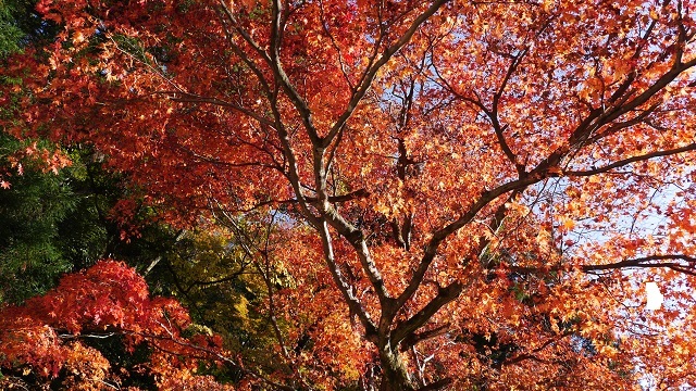 ２日目。この日は京都と滋賀の旅。寺社巡りが中心で、まずは鞍馬寺、次に比叡山に向かい滋賀県側に向かう。琵琶湖周辺を観光し、南海紀見峠駅付近にあるホテルに宿泊する。<br /><br />２日目<br />難波～淀屋橋～出町柳～貴船口　【貴船神社】【鞍馬寺】<br />鞍馬～比叡山口～比叡山頂　　【比叡山】<br />ケーブル延暦寺～ケーブル坂本～浜大津　【琵琶湖】【三井寺】<br />浜大津～三条京阪～淀屋橋～なんば～紀見峠　紀伊見荘宿泊