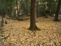 2015釜山へ　①　成田公園紅葉祭