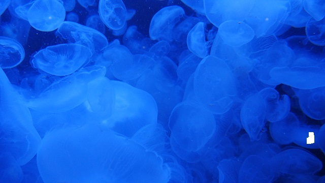 4日目。今日は湯野浜温泉から加茂水族館に。クラゲの展示が売りの水族館とは。水族館の後は鶴岡駅から村上駅へ。今日の宿瀬波温泉に向かう。<br />この日は移動距離も短いので18きっぷは使用しなかった。<br /><br />4日目<br />湯野浜温泉~加茂水族館 【加茂水族館】<br />加茂水族館~鶴岡~村上 吉田屋宿泊