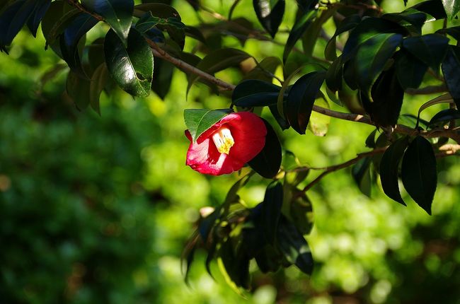 笠山の椿群生林でヤブツバキが咲き始めたとニュースで言っていたので見に行きました。<br />まだ3分咲きくらいですが、2月の椿まつりまでには少しずつ満開になることでしょう。<br />更に、以前から気になっていたコウライタチバナの自生地を見学しました。<br />コウライタチバナは日本ではここ、萩市の笠山にのみ自生しており非常に珍しい植物です。<br />世界を見ても韓国の済州島に自生しているのみで絶滅危惧IA類に指定され、日本では国の天然記念物となっています。<br />今は柚子のような黄色い実をたわわに実らせた木の姿が見れます。<br />以前は笠山の他の場所にも自生していたようですが、今は自生地に5本が残るのみだそうです。