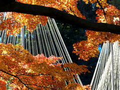 東京23区内にだってある極上の紅葉！