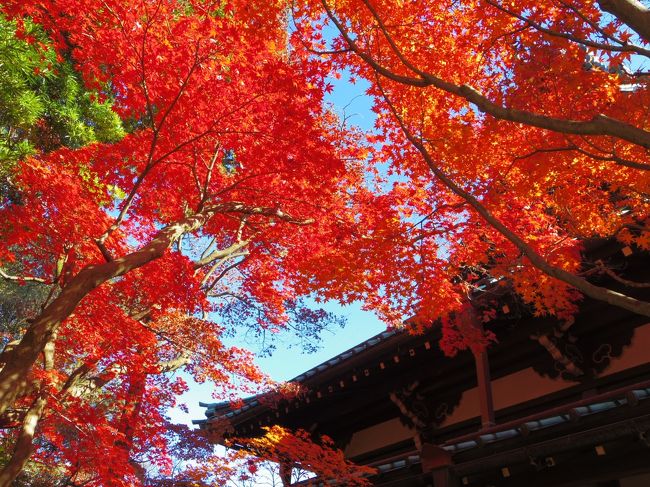 去年、紅葉の豪徳寺へ初めて訪れてかなり感動！<br />今年も行きたい！いや、行かねば！！<br /><br />でも、今年は暖かいせいか紅葉が遅かったりして、イマイチ状況がつかめず。<br />わからないけど、とにかく行ってみよう！という感じで、小一時間ですがサクっと行ってみました。<br /><br />行ってみると、心配無用でしたね。<br />去年と同様、とても美しい紅葉を楽しめました。京都に負けてないくらい素晴らしかったです！