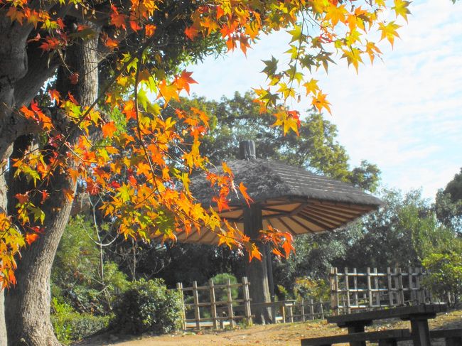 遅れがちの紅葉がそろそろ見頃ではと神戸市立須磨離宮公園へ行ってきました。<br />紅葉はまだ青い部分があるなど真っ赤とはいかなかったが、かえって色彩が豊かで奇麗だった。<br />また噴水の周辺には王侯貴族のバラ園があり秋の花がまだ残っていた。