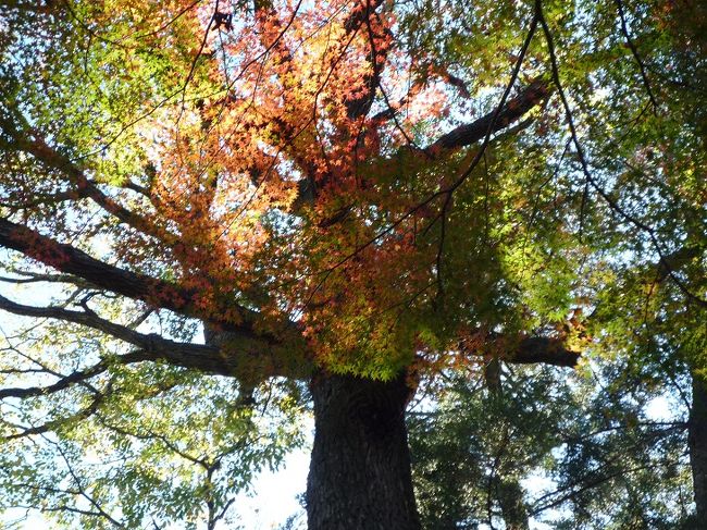 紅葉と富士山が見たくて。<br />大混雑を覚悟して、初めての高尾山に行って来ました。<br /><br />予想通りの混雑で、ケーブルカーは６０分待ち。<br />もともと歩いて登るつもりで来たのですが、<br />舗装された１号路も歩きの人たちが多くて大行列で登っていきました。<br /><br />帰りは自然の中を歩く、６号路を選択。<br />途中小川のなかの石ころ路をあるいたり、苔むした大木に出会ったり<br />山道を満喫できました。<br /><br /><br />