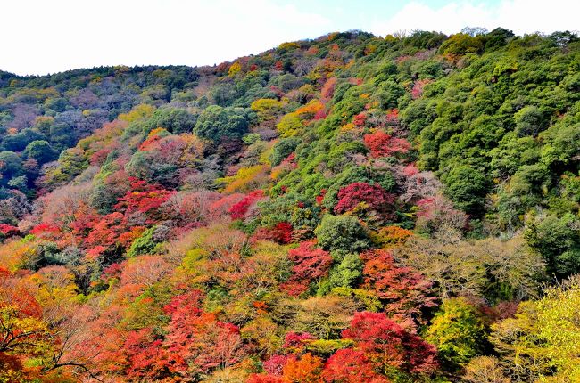 ＜前編＞では、大滝までの道中と大滝を中心にレポしました。＜後編＞では、滝からさらに登った所にある紅葉の絶景ポイントのひとつである「一目千本」や箕面山の錦の斜面、復路の中千本ルートなどで出会った感動的なシーンを紹介いたします。<br />「一目千本」では、透かし紅葉や紅葉の樹木の間から覗く箕面山の紅葉をたっぷりと満喫してまいりました。そして「千本坂」を登りきった所では、一幅の錦絵を彷彿とさせる感激的な光景が待ち受けていました。<br />復路に辿った「中千本」ルートも紅葉が美しい情緒ある散策路でした。何よりも滝道に比べて人が少ないのが魅力なコースです。多様な色彩を放つ錦秋の景観をマイペースで愛でることができました。<br />ガイドマップです。<br />http://kankou.minoh.net/05.html<br />http://www2.citylife-new.com/mino/MAP2.pdf<br />http://midokoro.minoh.net/wp/wp-content/uploads/2013/10/1minohnikitaramazuhakoko.pdf