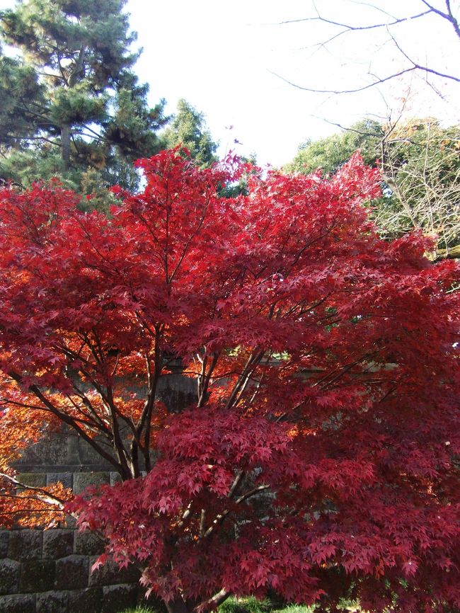 去年に引き続き今年最後の紅葉を見に皇居へ<br />さすがに去年ほどの感動はありませんでした。桜はともかく紅葉はもういいかな。