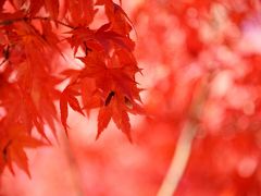 山梨 静岡 不発の紅葉狩り　地元東京(行船公園 源心庵)でリベンジしました