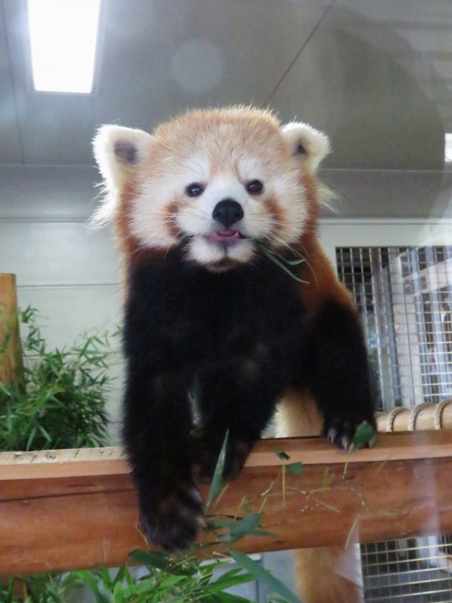 今日は午後から多摩動物公園に３兄弟を見に行く予定です。<br />午前中はどこに行こうかいろいろ迷ったのですが羽村市動物公園に行くことにしました。<br /><br />ここ数年は玲玲（リンリン）ちゃんと美美（メイメイ）君（現、釧路市動物園）、あるいは剛（ゴウ）君との熟年ペアでペアリングをしていた羽村市動物園ですが、今年、埼玉県こども動物自然公園から２歳のラテ君、鹿児島市平川動物公園から１歳のソラちゃんが来園し、いよいよ本格的に繁殖に取り組む素地が出来上がりつつあります。<br />施設的には脱走防止策に少し不安はありますが、それ以外はとても好感が持てるので期待しています。<br /><br />レッサーパンダの展示シフトは分からないのですが、今日はソラちゃんに会えたらいいなと思っています。<br /><br /><br />これまでのレッサーパンダ旅行記はこちらからどうぞ→http://4travel.jp/travelogue/10652280