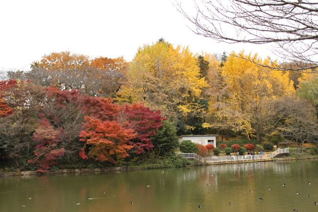 横浜・三ツ池公園の紅葉を見に行く。<br /><br />鎌倉に行こうと思ったけれど、出遅れたので近所の三ツ池公園へ変更。<br />家からバスに乗り、三ツ池公園北門下車、徒歩3分ほどで公園到着。<br /><br />公園内を一周してきました。<br />写真を撮りながらなので、約2時間ほどかかりました。<br /><br />薄曇りの天気でしたが、素晴らしい紅葉が見る事が出来ました。<br /><br />歩数：9,000歩<br />距離：5.4?