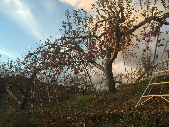 小諸市にある松井農園さんで、恒例のりんご狩りへ。<br /><br />2週間前にも収穫に来ましたが、今年最後のりんご狩りです。<br /><br /><br />４時前に着いたせいか急に冷え込んできました。 <br /><br />