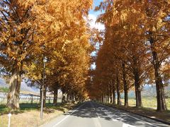 高島市マキノビッグランド紅葉のメタセコイア並木道