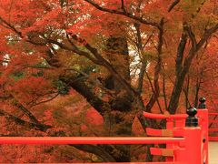 京都　紅葉めぐり～龍安寺、清凉寺、宝筐院、北野天満宮