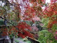 飯能・東郷公園の紅葉