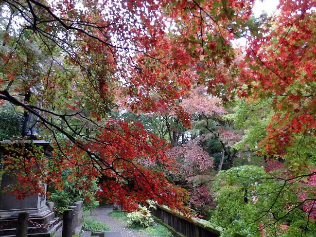 紅葉が見頃を迎えた埼玉県・飯能市の東郷公園に、トレッキングを兼ねて行ってみました。<br />日露戦争の日本海海戦で、日本を勝利に導いた東郷元帥の像があることで知られる東郷公園内には、約1000本の木々が植えられており、秋にはモミジやカエデで真っ赤に染まる紅葉の名所です。<br />秩父御嶽（おんたけ）神社の境内にある東郷公園で紅葉を鑑賞した後は、頂上の社殿まで登って参拝し、そこから山伝いに歩いて子ノ権現に行き、最後は浅見茶屋のうどんで温まって出発点の吾野駅に戻り、今日の山行は無事終了。<br />写真は、東郷元帥像の前に広がる見事な紅葉。