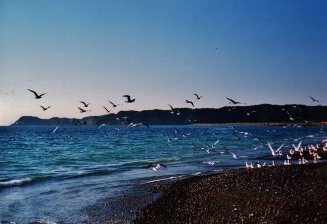 カモメと亀の南部海岸県立自然公園 みなべ 和歌山県 の旅行記 ブログ By マローズさん フォートラベル