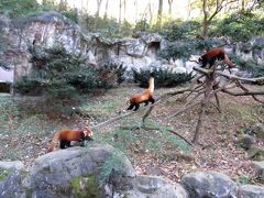 初冬のレッサーパンダ紀行【２】 多摩動物公園　ライライ君婿入り直前・・・ありがとう、３兄弟！！ 君たちの楽しいバトルは忘れないよ