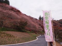 四季桜と紅葉の小原地区で秋を楽しむ