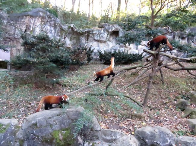 午前中に訪問した羽村市動物公園（旅行記→http://4travel.jp/travelogue/11082750 ）の後は多摩動物公園に移動してきました。<br /><br />多摩での目的は、東北サファリパークへのお婿入りを３日後に控えたライライ君とヤンヤン君、フーフー君の通称”３兄弟”の多摩での最後の活躍を見るためです。<br />この”３兄弟”の同居はここ数年のレッサーパンダの展示の中で一番と言っても過言でないくらい心に響くものだったと思います。<br />長男格のヤンヤン君、次男格のフーフー君、そして、３男格のライライ君・・・それぞれ素晴らしい成長を遂げてくれました。<br /><br />大人になると単独生活に移行するレッサーパンダ、特に男の子同士が同居を続けていくのは難しいことは分かっていました。<br />それでもこの蜜月をいつまでも見ていたかった・・・。<br /><br /><br />これまでのレッサーパンダ旅行記はこちらからどうぞ→http://4travel.jp/travelogue/10652280