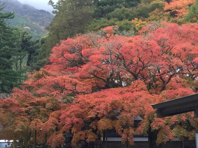 毎年訪れる雷山の紅葉。今年もいい色に色づきました。