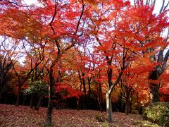 皇居乾通り・秋の一般公開と、今が見頃♪北の丸公園のもみじ林