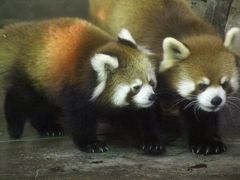 2015年もレッサーパンダとイルミネーション（前編）双子の赤ちゃんがいるレッサーパンダ一家目当ての夢見ヶ崎動物公園は紅葉とイチョウ絨毯