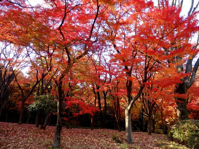 明日2015年12/9（水）まで行われている皇居乾通りの一般公開。<br />去年は行くことができず、来秋は工事のためお休みとのことなので、今年は行ってみようと、母と一緒に出かけてきました。<br /><br />去年訪れた母の知り合いの話によると、午前は行列がすごく、時間をつぶしてから午後に行ってみるとスムーズに入れたとのこと。午前に用事があったこの日は、ちょうど都合がいいと午後から訪れました。<br /><br />東京駅からぐるっと桜田門の方まで歩かなくてはなりませんでしたが、、二重橋付近から手荷物検査をするまで１５分ほど時間がかかった以外は立ち止まることはなく、入場することができました。<br /><br />見頃の紅葉を楽しみながら乾通りを通り抜けた後、北の丸公園へ向かうと、もみじ園の紅葉がとっても素敵～♪青空の下、美しい紅葉を楽しむことができました。<br /><br />よろしければご覧ください。