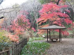 横浜　四季の森県立公園　２０１５紅葉