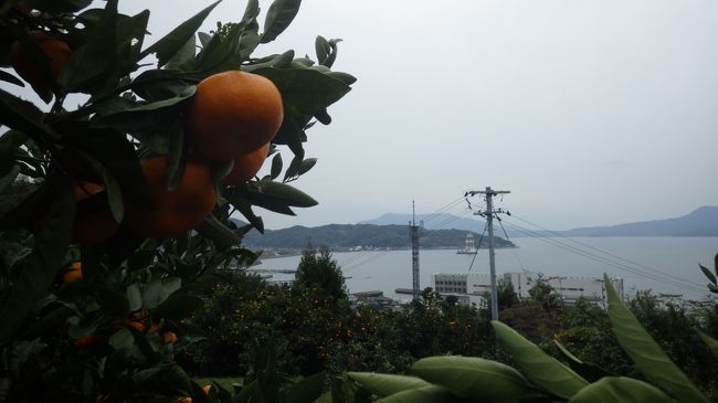 山口県の柳井市の先にある周防大島でミカン狩りを楽しむため、島内のミカン農家に次々に電話したところ「今年は観光用のミカン狩りはわりました。」と返事。最後の一件橋を渡って右折してすぐの松田農園のみが営業しているということで予約。料金は入園で食べ放題が一人５００円、持ち帰りがビニール袋約３キロ程度入る袋で８００円ということでした。６日上関の道の駅に立ち寄ったところ１周年記念行事で海産物が２割程度安く変えました。ここのお弁当もいい味でしたよ。この日（日曜日）周防大島の橋を渡る手前に海産物センターが開かれており駐車場は満席状態で取れたての魚が安く飛ぶように売れていました。　　昼から目的のミカン狩り。潮風で甘みもましたミカンは収穫してすぐでもとてもおいしく市販のスーパーでのミカンと比べ数段上でしたよ。この日の宿泊は周防のサンシャイン・サザンセトホテル。日本のハワイというようなうたい文句のホテルですが冬場は客も少なく寂しい限りです。このホテルは砂浜に近く夏場はたのしいかも。翌日はあまり島内観光するところもなかったので柳井方面から岩国に回り帰りました。