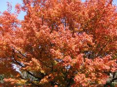 今年の皇居乾通りの通り抜け(紅葉)はすばらしい