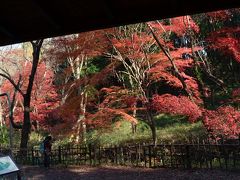 横浜の紅葉　２０１５　県立四季の森公園