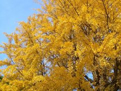 れい散歩　＜IN上野公園　思いがけず紅葉を楽しむ＞