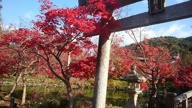 神戸に行く途中<br />京都の紅葉を見に行こうと思ったのですが<br />混雑しているらしいので<br />夜も明けきらぬ早朝に東山に到着しました。