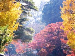 皇居 乾通りの紅葉　２人が見ました/２０２,８２０人(2015年秋)