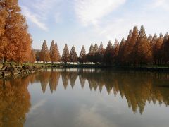 メタセコイヤの紅葉を求めて加須市はなさき公園まで歩く