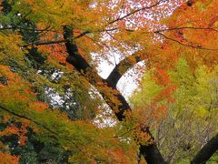 紅葉を求めて皇居・乾門より東御苑へ歩く②汐見坂～二の丸庭園～大手門